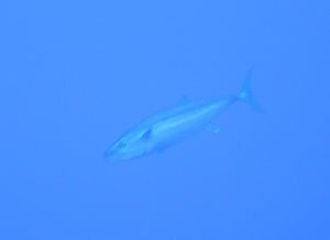 tuna tuna