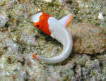 Bicoclor Parrotfish (baby) Bicoclor Parrotfish (baby)
