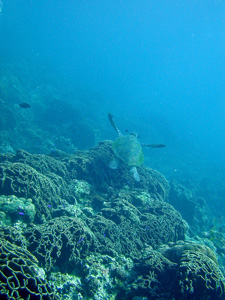 a hawksbill turtle a hawksbill turtle