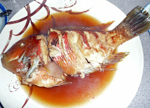 Parrot fish Parrot fish