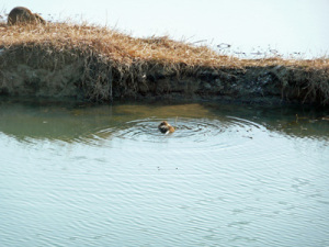 nutria nutria