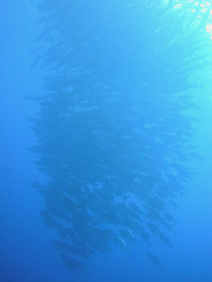 barracudas barracudas