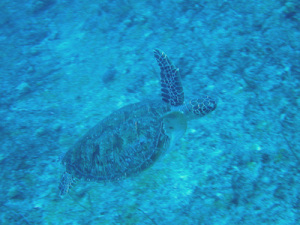 turtle turtle