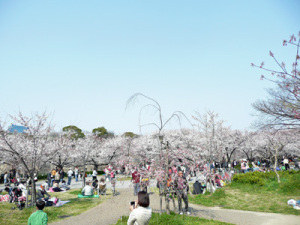 hanami